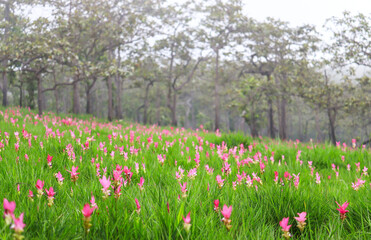 Siam tulips blooming in the natural rainforest