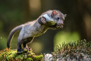Stone marten, Martes foina, with clear green background. Beech marten, detail portrait of forest animal. Small predator sitting on the beautiful green moss stone in the forest. Wildlife scene, France