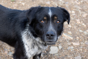 Portrait of an old dog without a breed with smart dark brown eyes on the street. Pet guards the yard, blurred background.