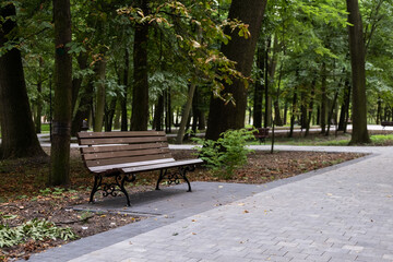wooden bench in the park 