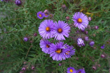 Bright purple flowers of New England aster in September