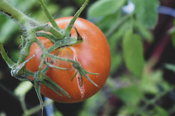 red tomato on vine