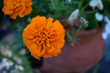 orange marigold flower on green background