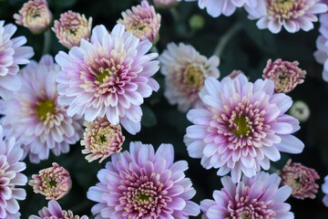 pink chrysanthemum flowers