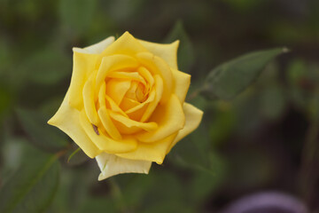 yellow rose with green leaves