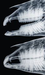 X-ray of the skull of a horse, side view. Upper jaw and mandible with giant teeth open (above) and...