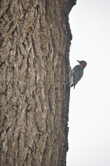 woodpecker on tree 
