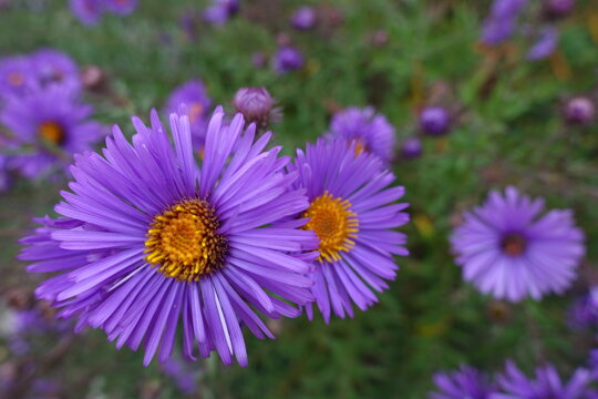 Close view of purple flowers of New England aster in October