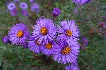 Obraz premium Cluster of purple flowers of New England aster in October