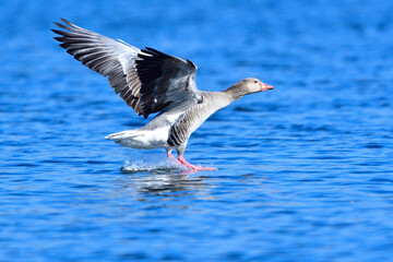 Graugans in der Morgensonne bei der Landung	