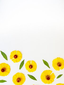 Yellow rudbeckia flowers scattered on a white background with green leaves. Autumn coneflowers. Background.