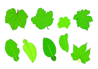 Obraz premium Green Leaves fresh abstract isolated on white background illustration vector 