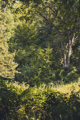 autumn leaves in the forest