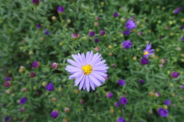 One light violet flower of Michaelmas daisy in September