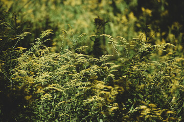 goldenrod field in the forest