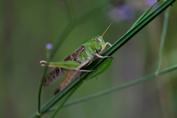 トノサマバッタ