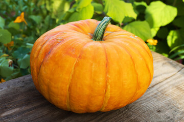 Pumpkins on wooden table in the garden. Halloween. 
