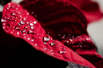 Water droplets on Poinsettia