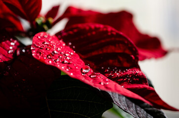 Water droplets on Poinsettia