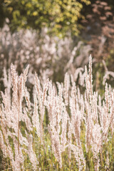 Fototapeta premium Dry reed, reed layer, reed seeds. Golden reed grass in the fall in the sun. Abstract natural background. Beautiful pattern with neutral colors. Selective focus