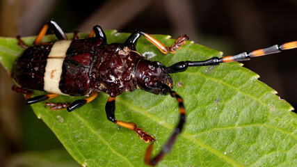 Typical Longhorn Beetle of the species Trachyderes succinctus