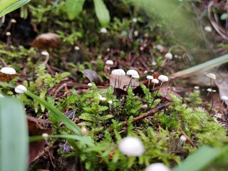 mushrooms growing in the forest