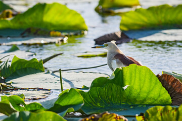 Indian Pond-heron - Ardeola grayii, beautiful brown and white heron from Asian fresh waters and wetlands, Sri Lanka.