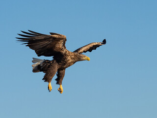 White-tailed eagle on approach