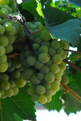 Green Grapes