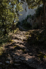 Obraz premium camino en el bosque