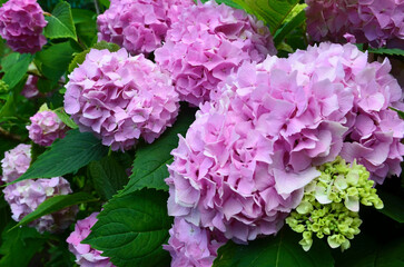 Hydrangea in the garden at sunny day.Pink Hortensia flowers.Selective focus.