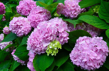 Hydrangea in the garden at sunny day.Pink Hortensia flowers.Selective focus.