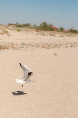 seagull on the beach