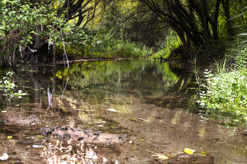 Reflejos en el río
