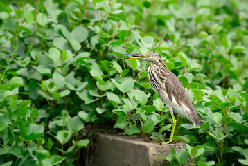 Indian Pond-heron - Ardeola grayii, beautiful brown and white heron from Asian fresh waters and wetlands, Sri Lanka.