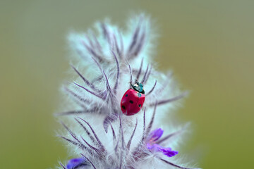 Beautiful Ladybug on dandelion defocused background