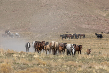 Herd of Wild Horses in the Utah Desert