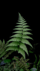Green leaves Boston fern tropical plant on dark background