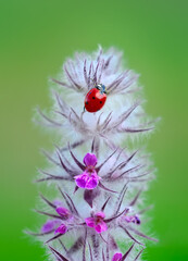Beautiful Ladybug on dandelion defocused background