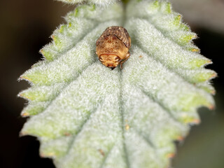 Warty Leaf Beetle of the Tribe Fulcidacini