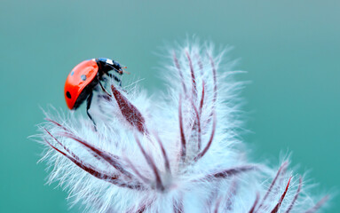 Beautiful Ladybug on dandelion defocused background