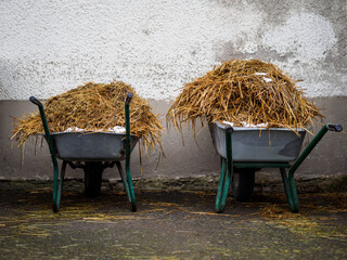 .Horse Manure in Wheelbarrows