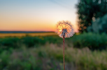 Fototapeta na wymiar Dandelion against the background of the evening sun in a field near the forest.