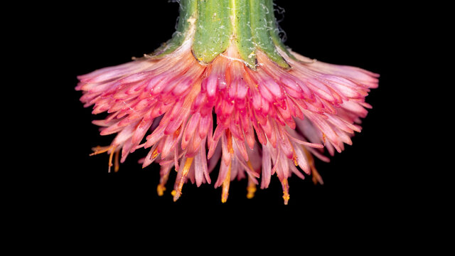 Red Tasselflower of the species Emilia fosbergii