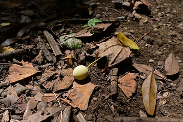 地面に落ちた銀杏の実