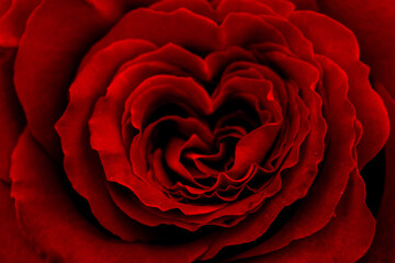Rosa de rojo intenso en forma de corazón