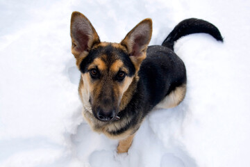 Top view of a german shepherd dog sitting in the snow