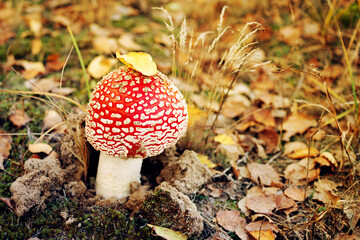 Bright red mushroom fly agaric in autumn forest, close up, soft focus
