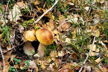 Two porcini mushrooms in the autumn forest, close up, soft focus
