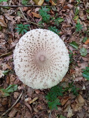 Parasol im Wald - Gemeiner Riesenschirmling